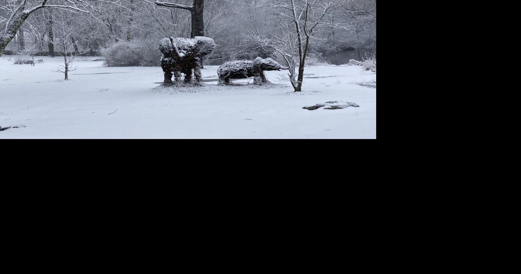 Elephants in Boston, while Milton nonprofit champions African conservation