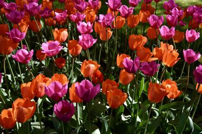 Tulips at Milton Cemetery