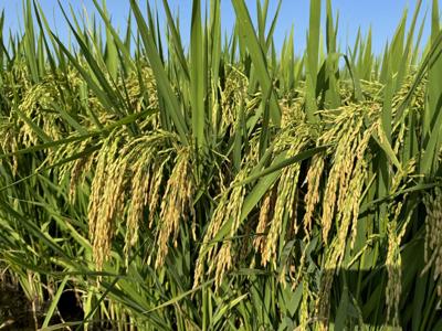 Missouri rice crops face threat from armyworms | Agriculture ...
