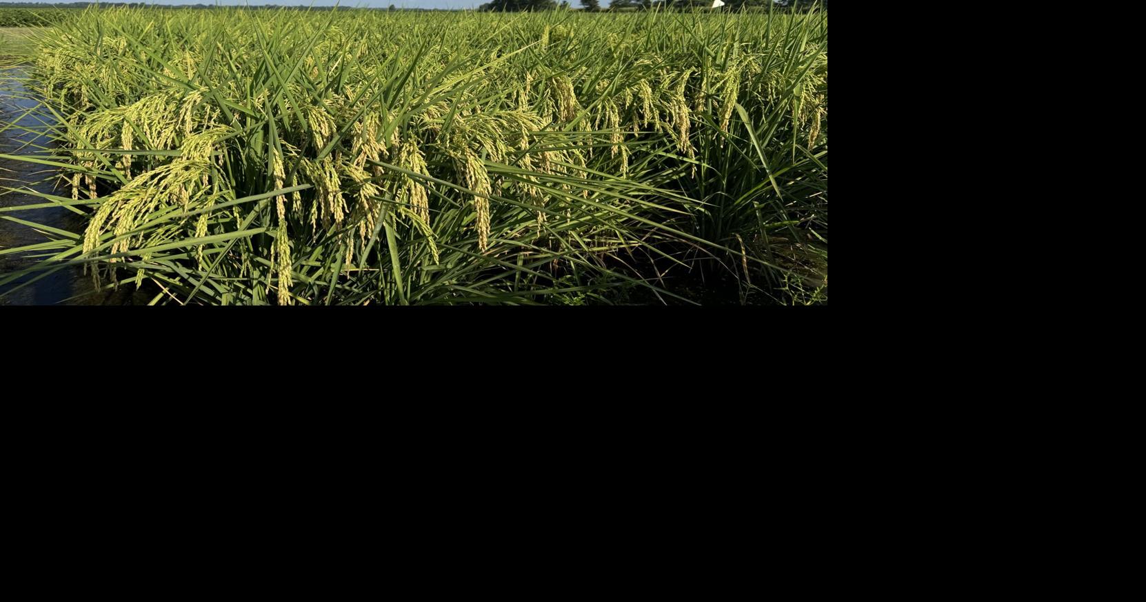 Missouri rice crops face threat from armyworms | Agriculture ...