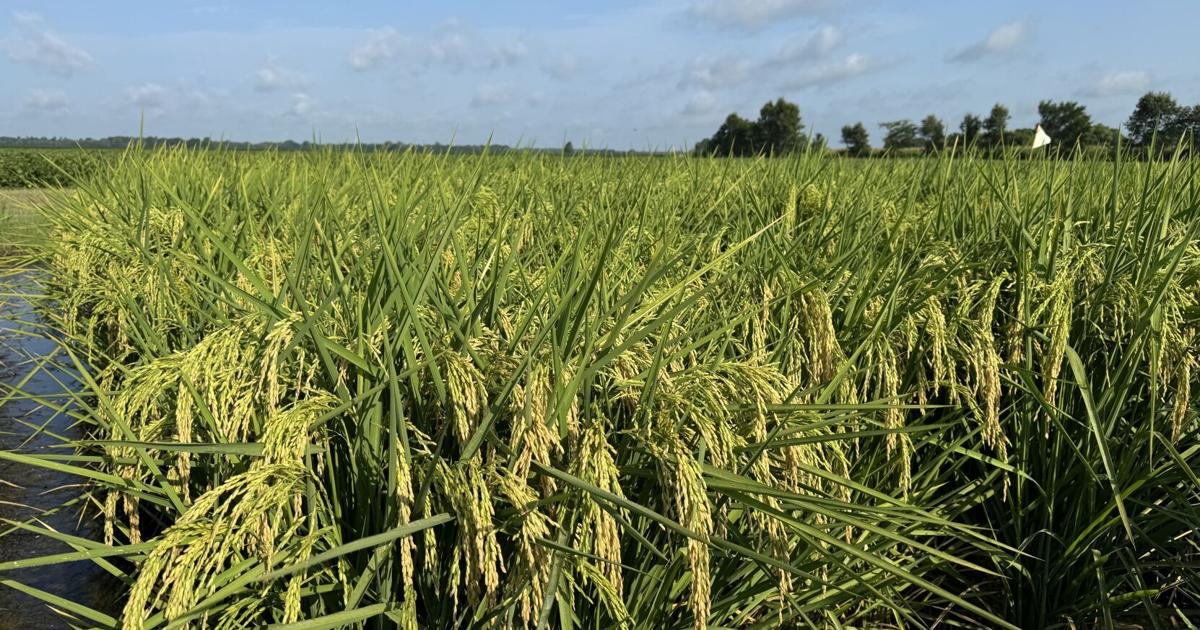 Missouri rice crops face threat from armyworms | Agriculture ...
