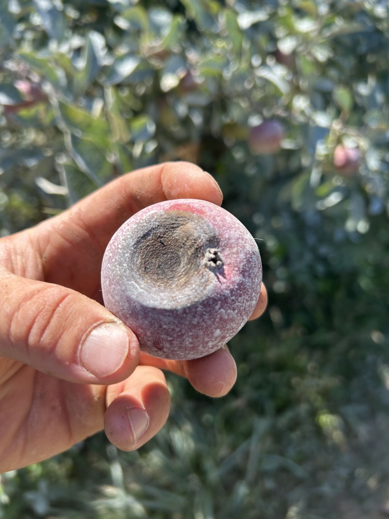 Diseases hurting Missouri apple growers after years of climate pressure ...