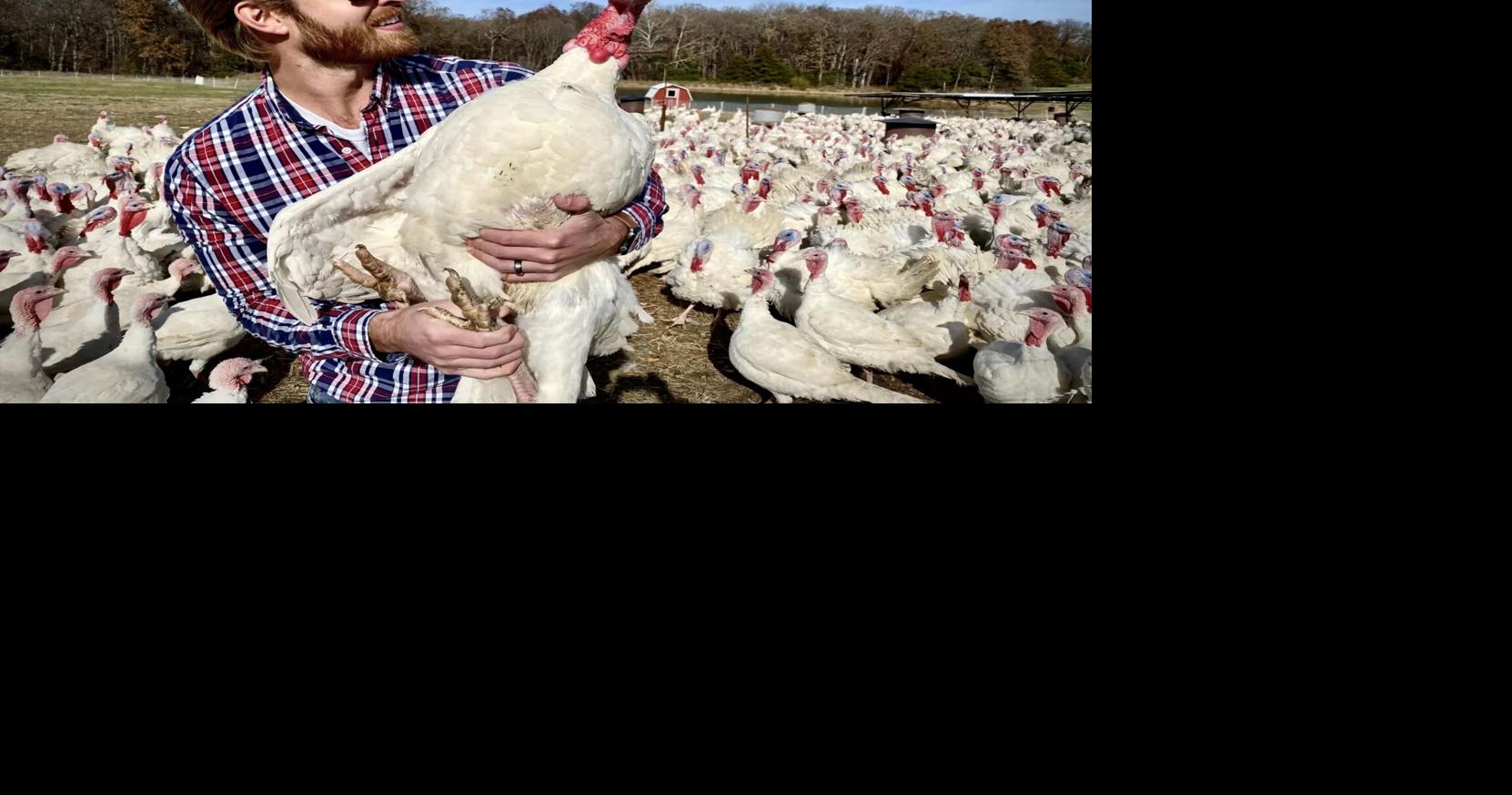 Missouri turkey farmers fight inflation and pestilence to deliver birds ...