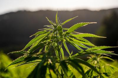 Credit laws could slow Missouri’s potential marijuana industry boom