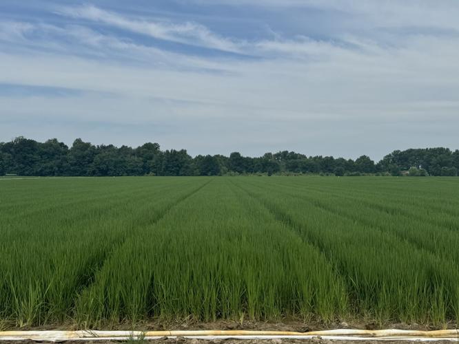 Missouri rice crops face threat from armyworms | Agriculture ...