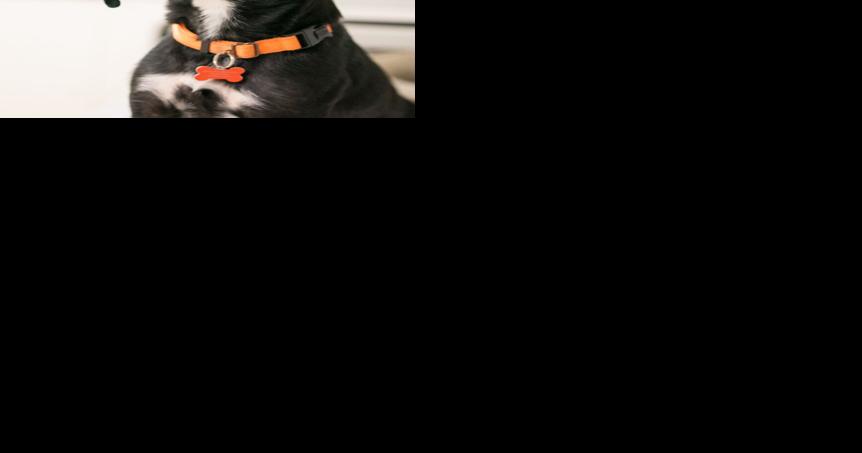 'People just are not adopting': Missouri animal shelters face overcrowding - Vimarsana News