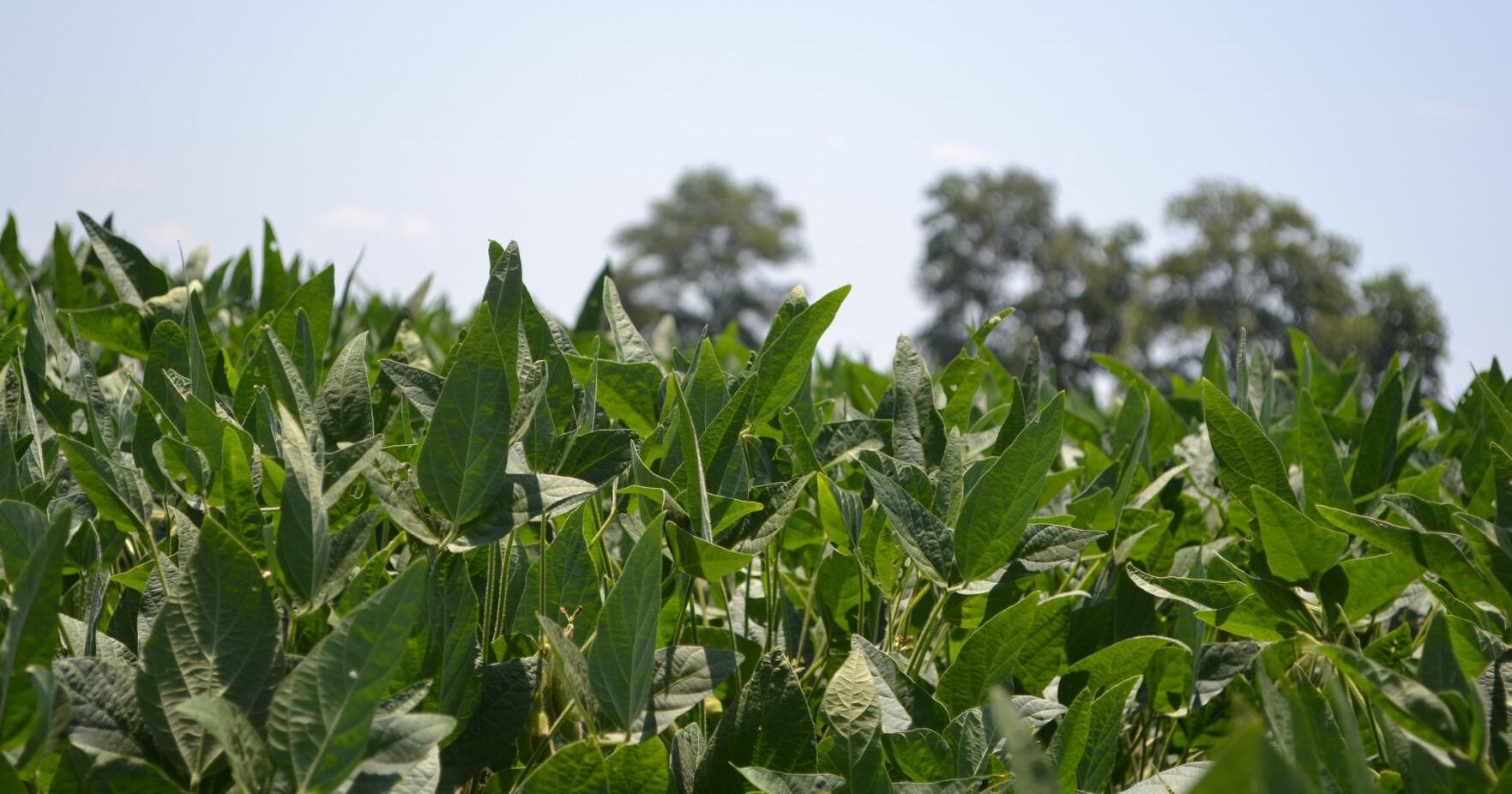 Many large row crop farmers purchase insurance to prep for loss. Few specialty producers do the same - Vimarsana News