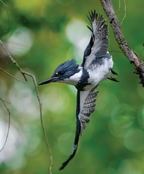 Gray Jay  Badgerland Birding