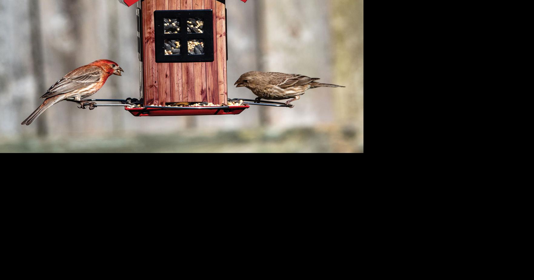 Bring on the Birds | Home & Garden | mkelifestyle.com