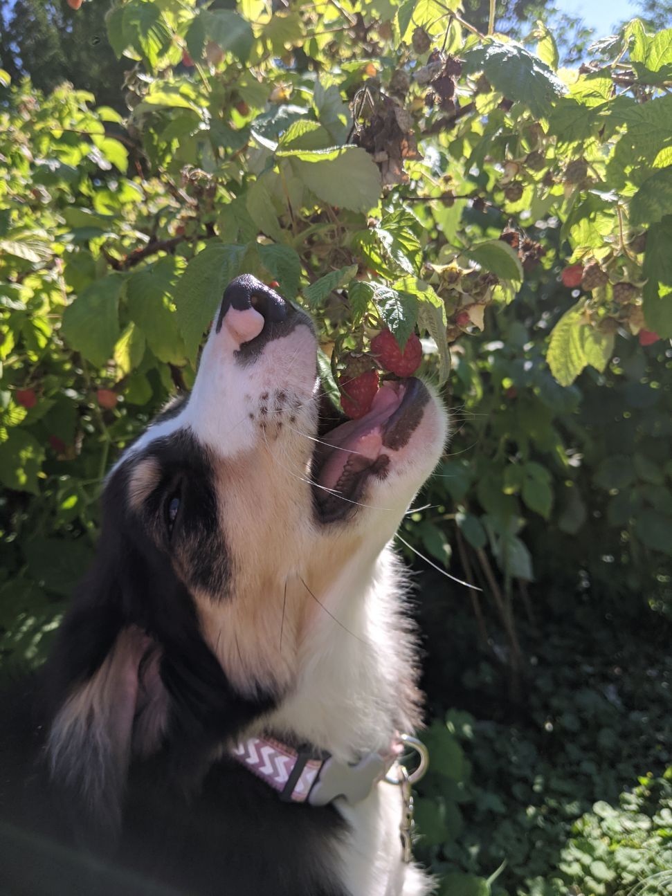 Dixie-Jessie Raspberries.jpg