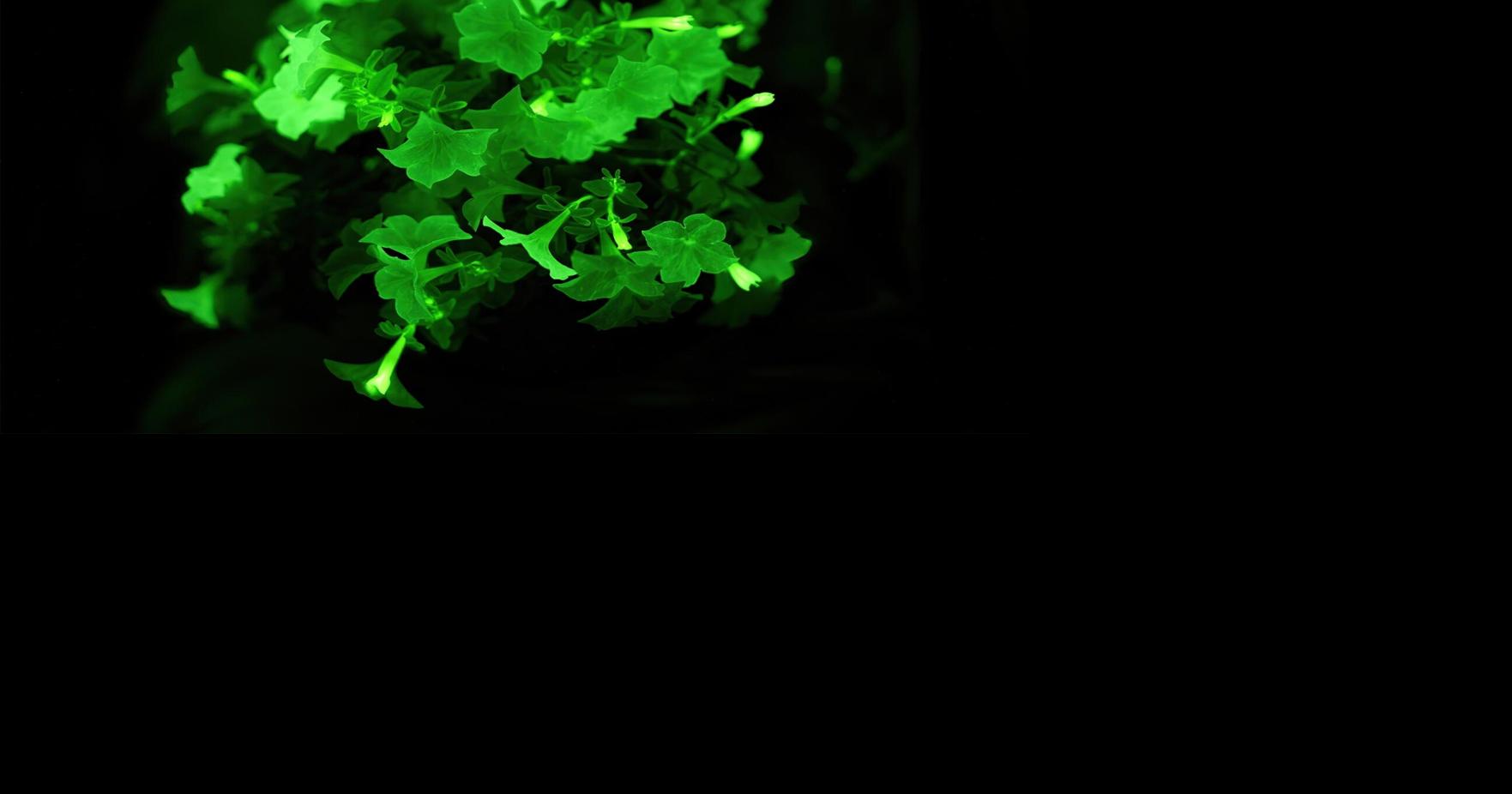 Plants by the Light of the Moon