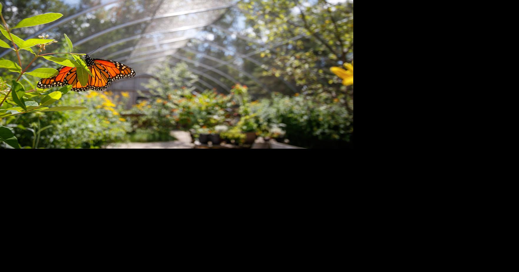 PC AdamSheaPhotographyButterflyGardenAppletonWisconsin0011.jpg