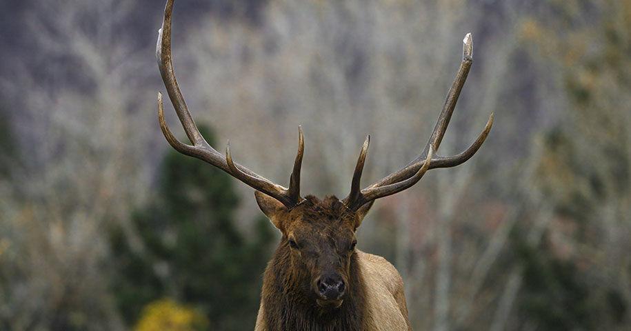 Wildlife on the Rebound