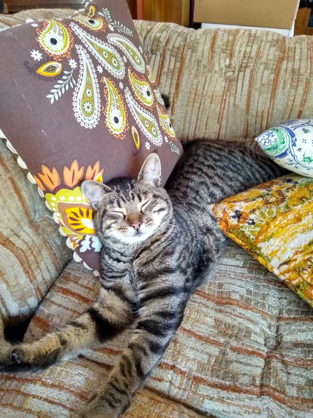 Thutmose king of the pillow jungle.jpg