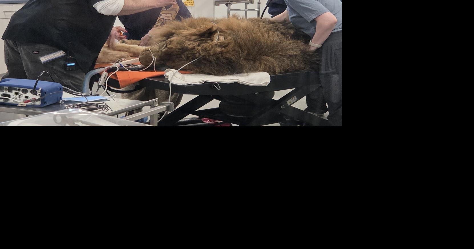 Wildcat Sanctuary performs vet exam, procedure on 350-pound lion