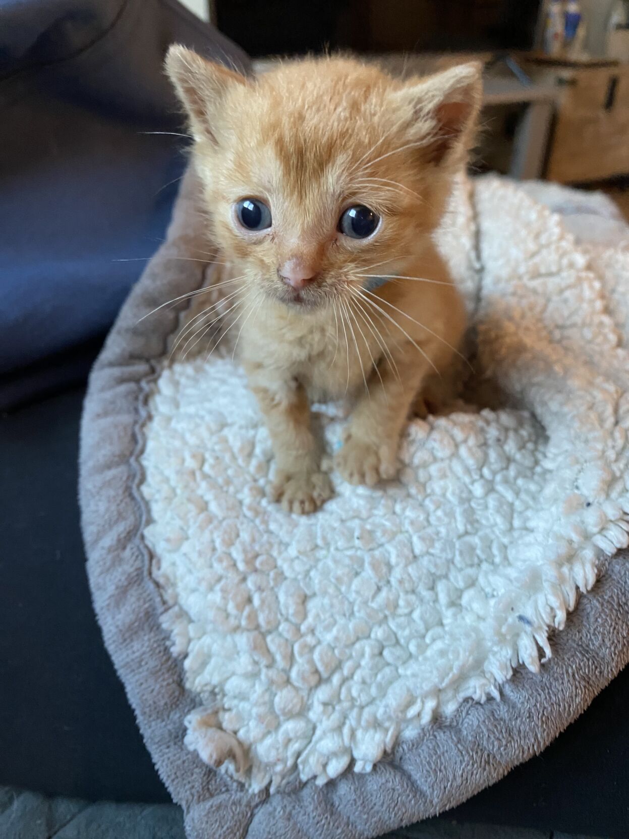 Strays problem in Moose Lake, Barnum areas, foster homes needed | News |  mlstargazette.com