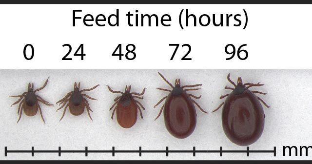 Be on the lookout for ticks as spring season approaches | News ...