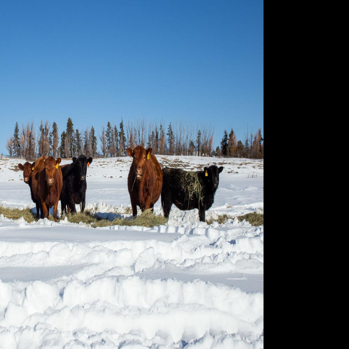 Where S The Beef Funding Um Farm To Table News Montanakaimin Com