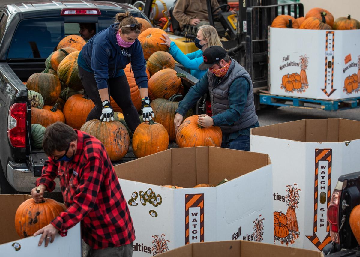 Diggins_PumpkinHarvest-005.JPG