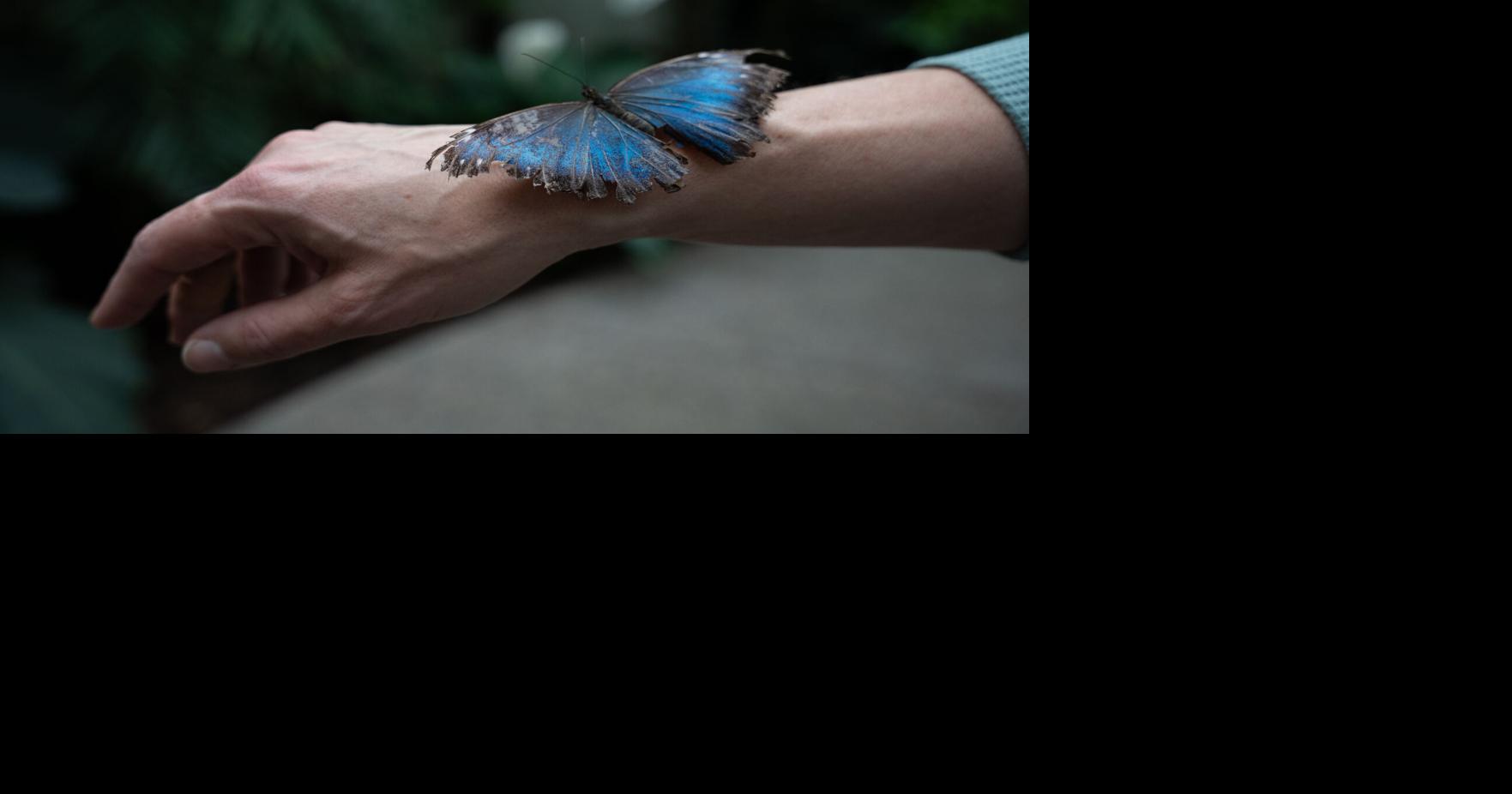 Come along for a tour of the Butterfly House