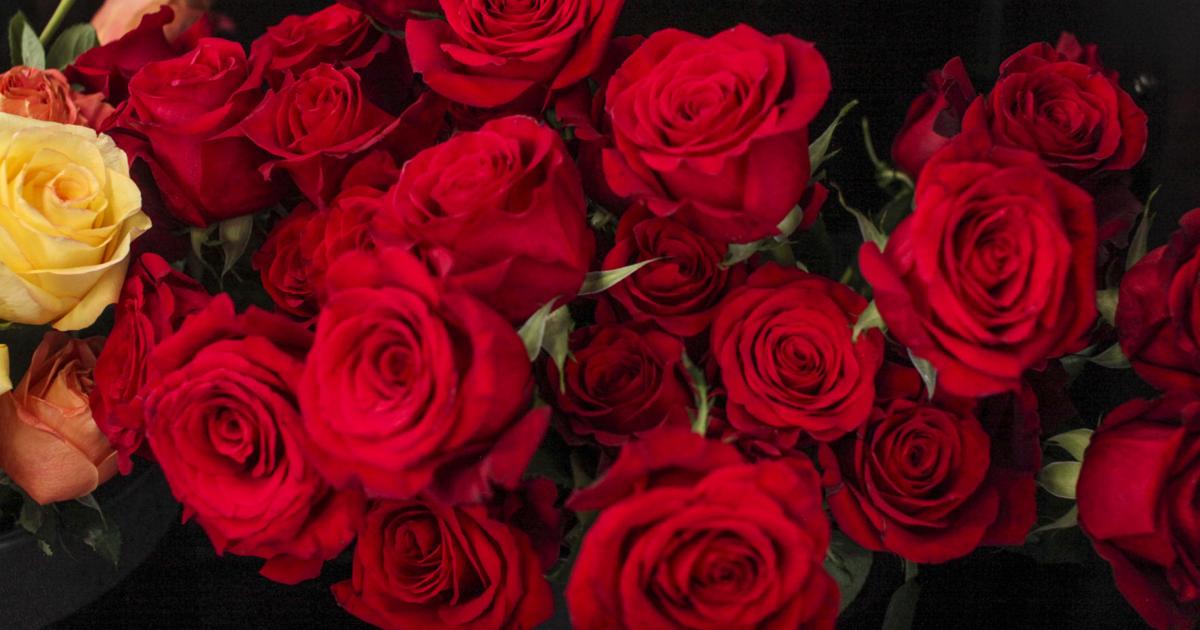 Valentine S Flowers Brave Snow Showers News Montanakaimin Com Valentine S Flowers Brave Snow Showers News Montanakaimin Com