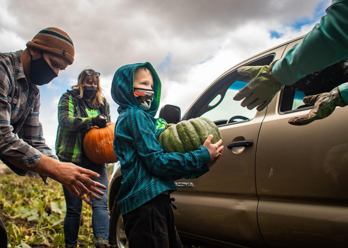Diggins_PumpkinHarvest-001.JPG