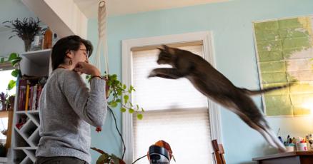 Finding felines : vimarsana.com