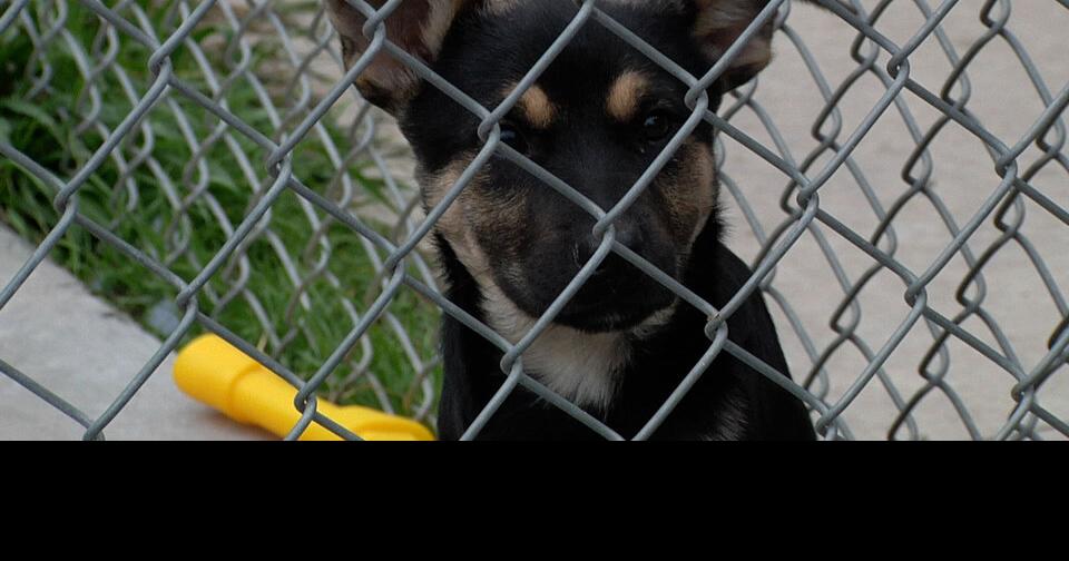 Animal shelters in a 'crisis' with ongoing veterinarian shortage