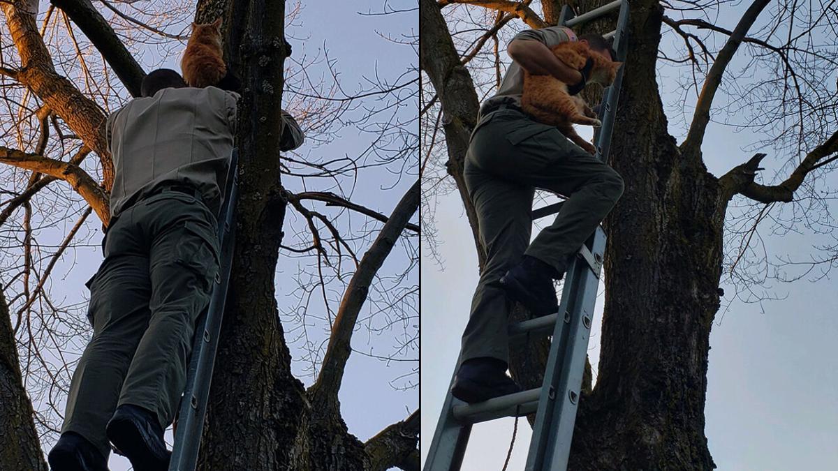 Spokane Co Deputies Team Up To Rescue Cat Stuck In Tree For Three Days Montanarightnow Com