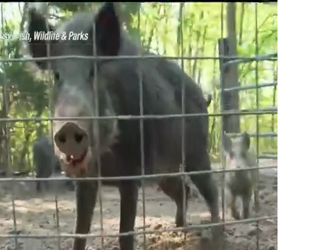Montana at high risk as feral swine population continues to grow | | montanarightnow.com
