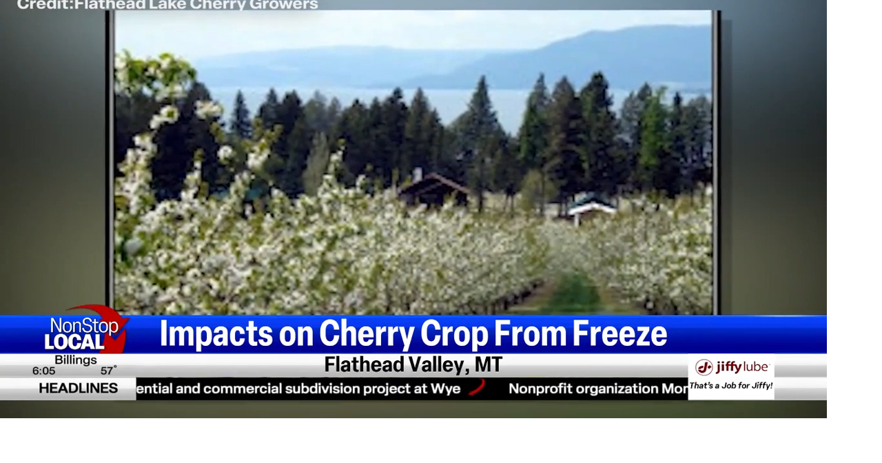 Frost on flathead cherries affects summer business | News from Missoula