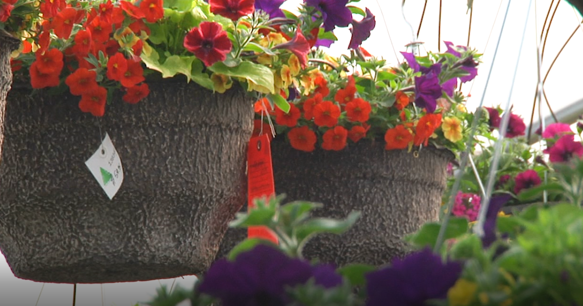 Cold temperatures delay downtown flower baskets | ABC Fox Missoula