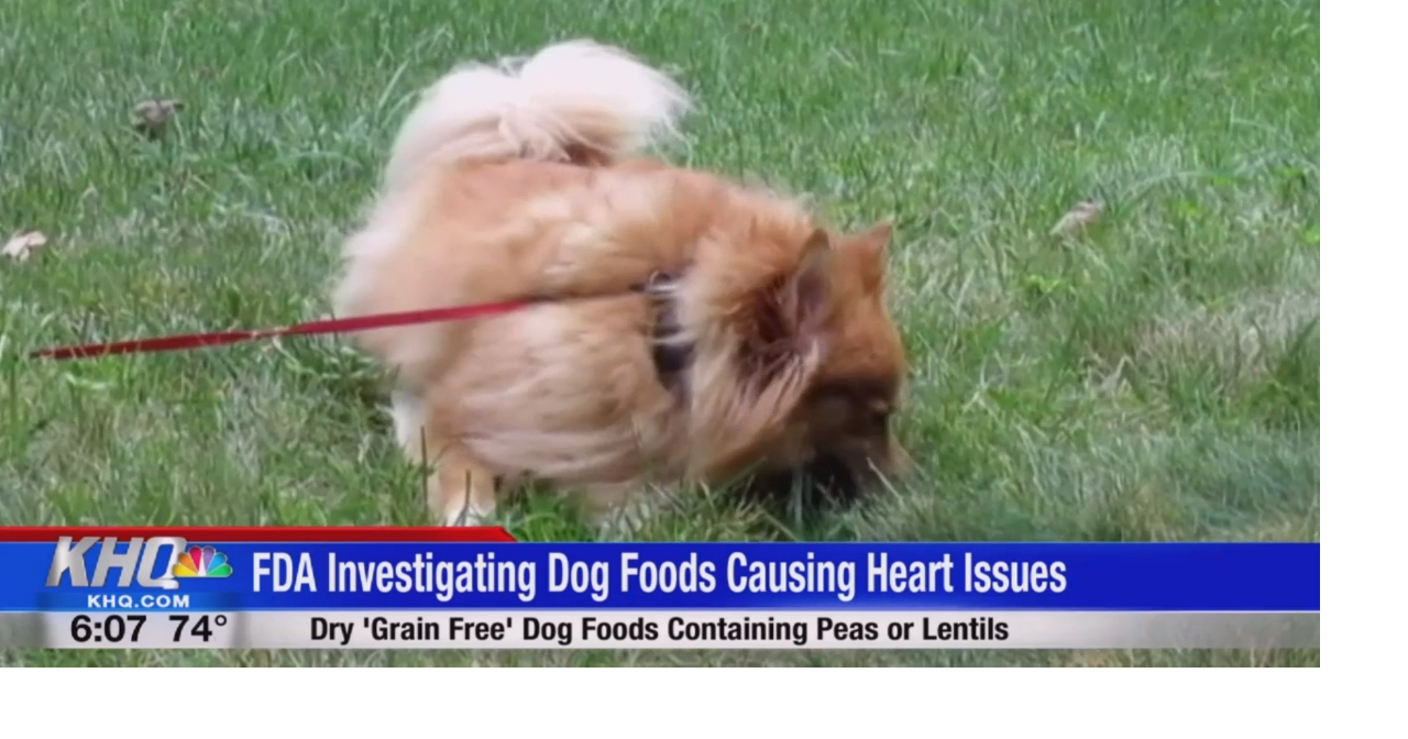 Dog foods causing heart issues hotsell