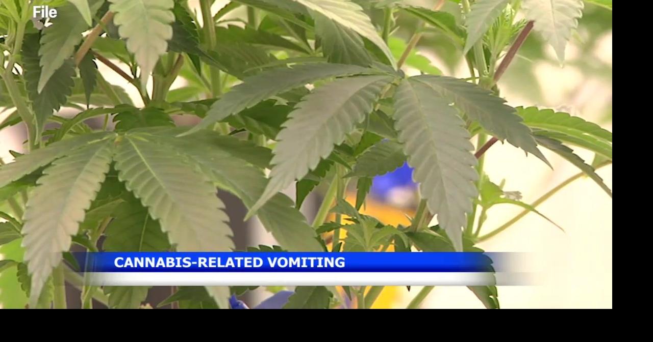 Scromiting cases on the rise as cannabis use increases