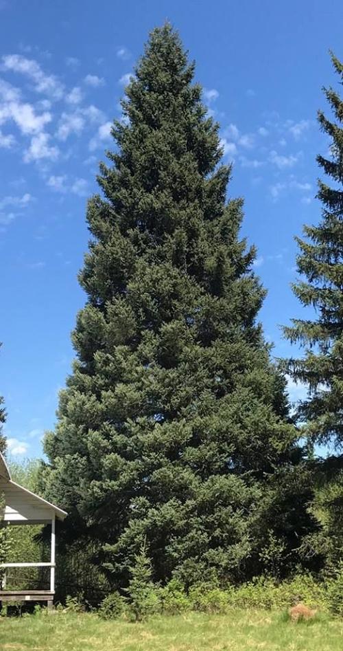 Bozeman Sixth Grader Will Light U S Capitol Christmas Tree News Montanarightnow Com