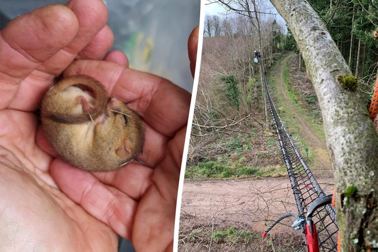Mini rope bridges built to help tiny creatures cross treetops safely, National News