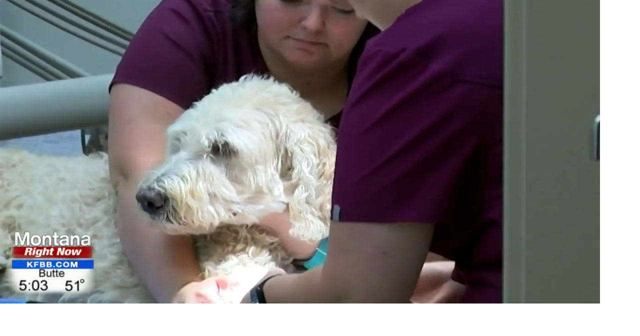 Veterinarian suicide on the rise ABC Fox Great Falls