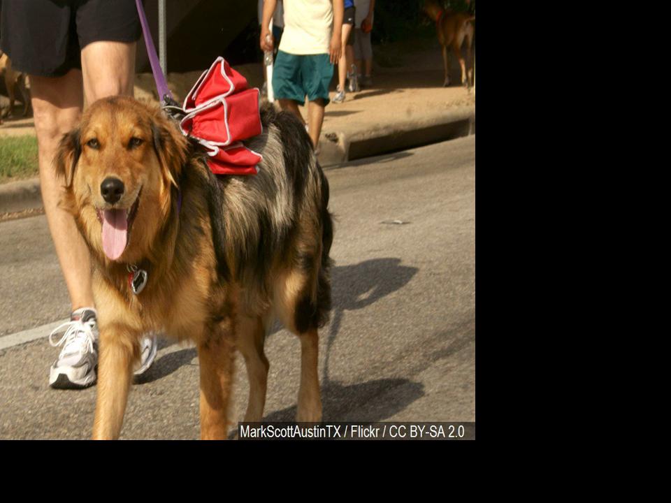 Be trained in B.A.R.K. ranger principles with your dog at ...