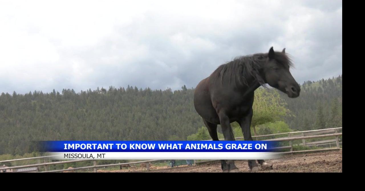 Noxious weed awareness for livestock