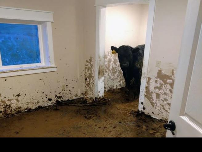 Family says cows broke into their new house in Montana