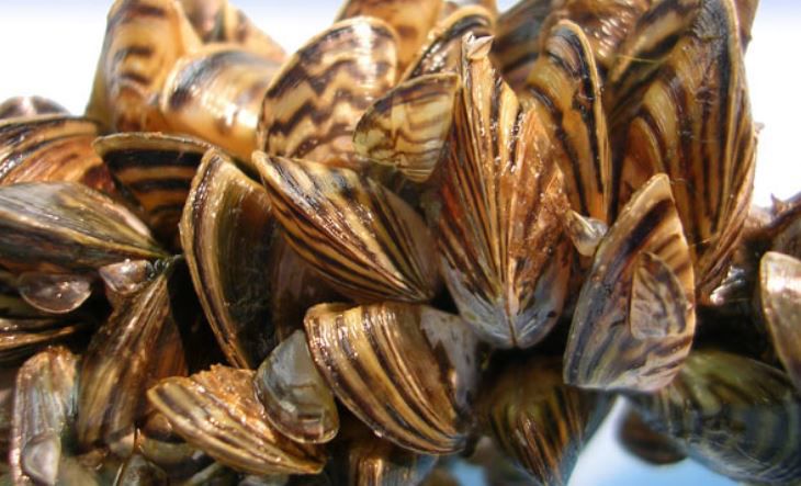 Zebra mussels found in aquarium moss balls sold in Montana