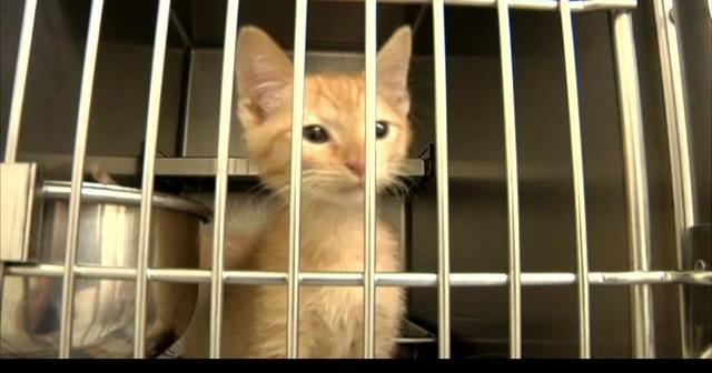 14 cats found packed into 3 kennels and abandoned at AniMeals in Missoula | Missoula News