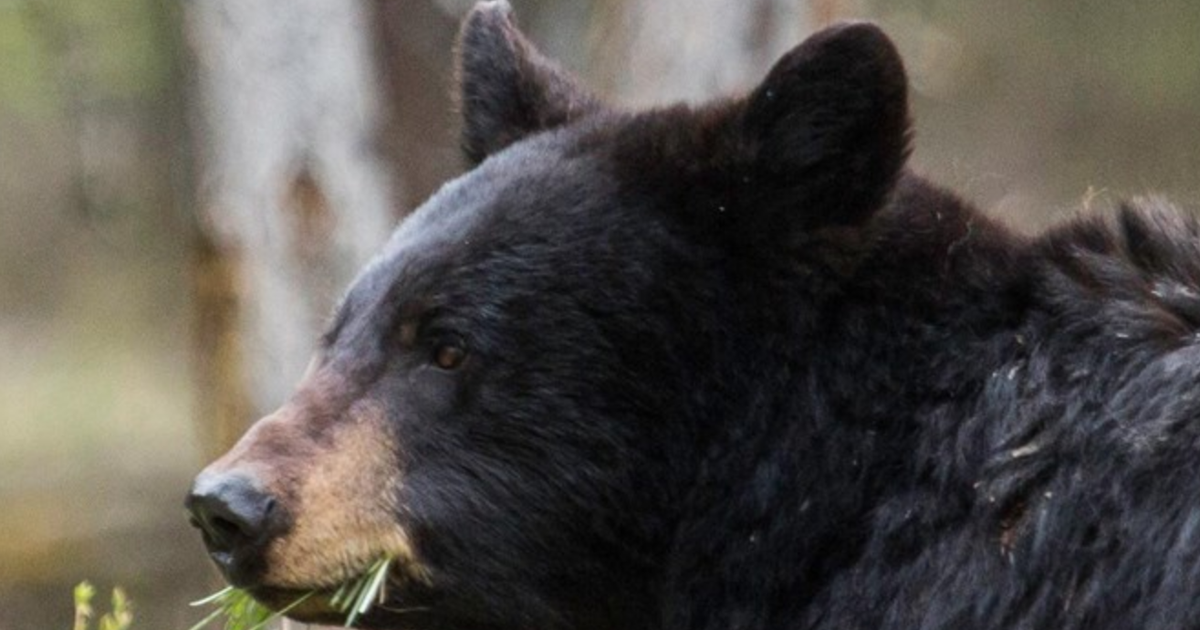 Photo: NonStop Local Montana Black bear - National Parks Service
