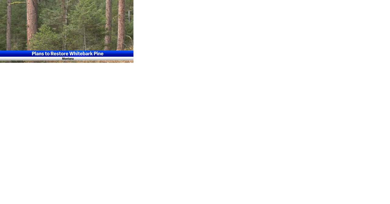 National Park Service and American Forests sign plan to restore whitebark pine trees - Vimarsana News