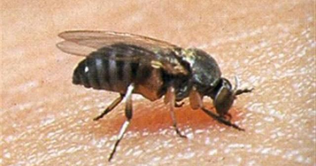 Easy Ways To Avoid Black Fly Bites! | | montanarightnow.com