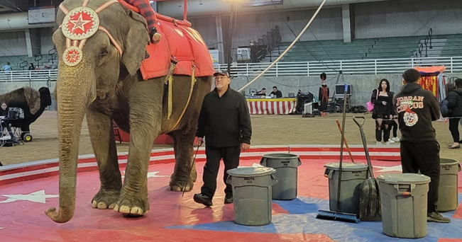Carson & Barnes Circus receives citation for escaped elephant in Butte - Vimarsana News