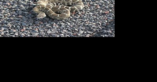 Dog bitten by rattlesnake on trail near Great Falls - Vimarsana News