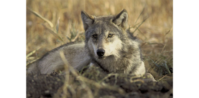 Cattle ranchers don't want Montana wolves moved to Colorado | News |  