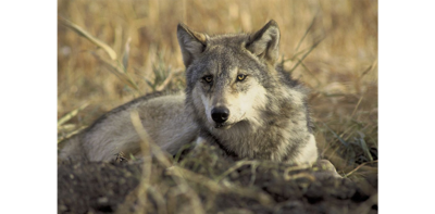 Cattle ranchers don't want Montana wolves moved to Colorado | News | Cattle ranchers don't want Montana wolves moved to Colorado | News |