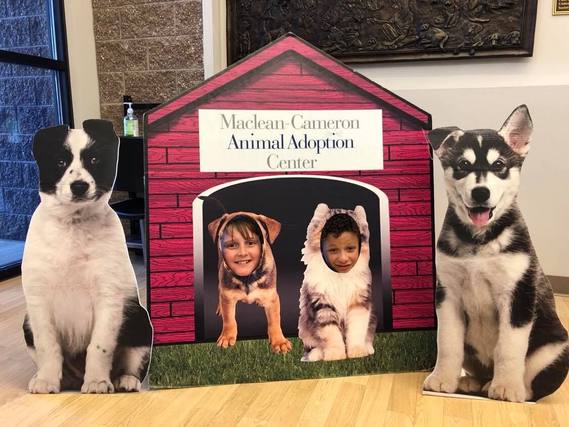 Maclean Cameron Animal Adoption Center Critter Camp Montanarightnow Com